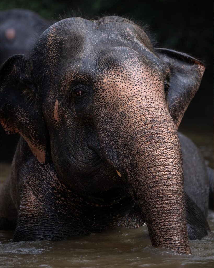 Elefante Asiatico